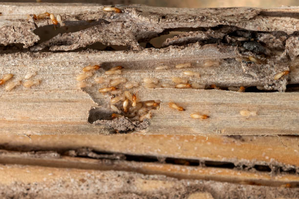 Best Insect Control  in Auburn, IL