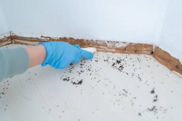 Best Affordable Pest Control Services  in Auburn, IL